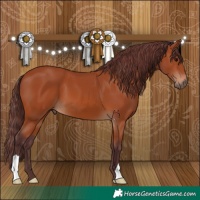 Horse Color:Chocolate Bay 