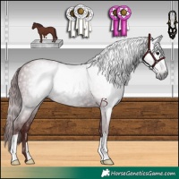 Horse Color:Gray Chocolate Black