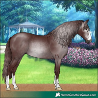 Horse Color:Gray Chocolate Smoky Black