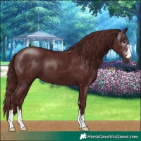 Horse Color:Gray Chocolate Smoky Black 