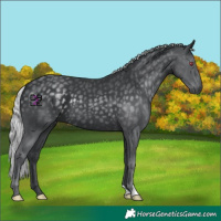 Horse Color:Silver Black Chinchilla 