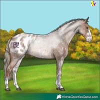 Horse Color:Red Roan Mushroom Sabino Appaloosa 