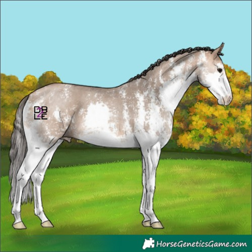 Horse Color:Bay Dun Sabino Splash 