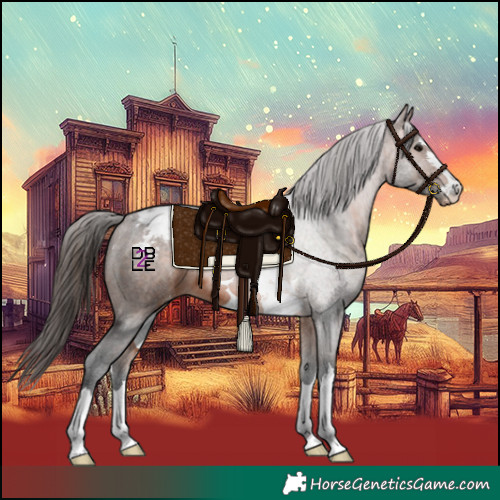 Horse Color:Brown Appaloosa