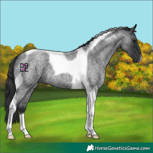 Horse Color:Blue Roan Tobiano