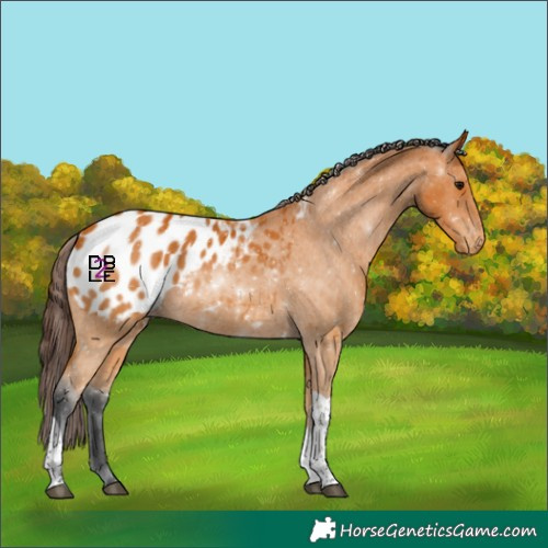 Horse Color:Bay Tobiano Appaloosa 
