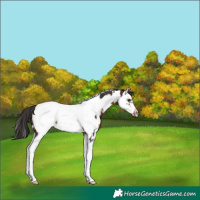 Horse Color:White Spotted Brown Splash Frame Near Fewspot 
