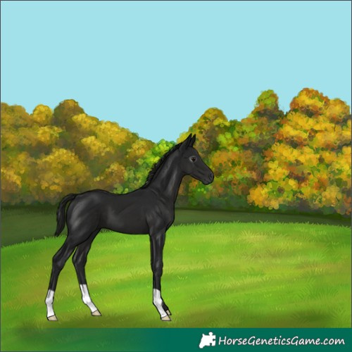Horse Color:Gray Black
