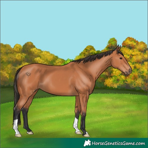 Horse Color:Bay 