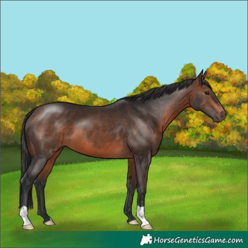 Horse Color:Brown 