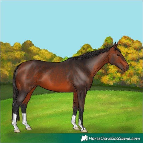 Horse Color:Bay 