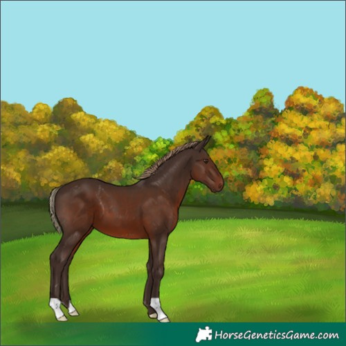Horse Color:Liver Chestnut 