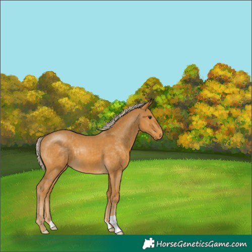 Horse Color:Palomino 