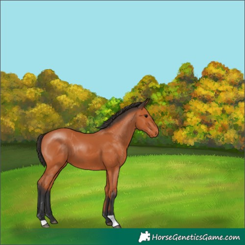 Horse Color:Bay 
