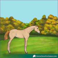 Horse Color:Red Dun