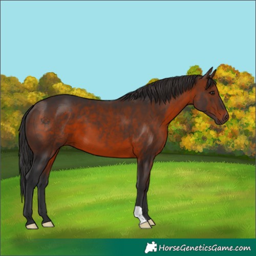 Horse Color:Brown 