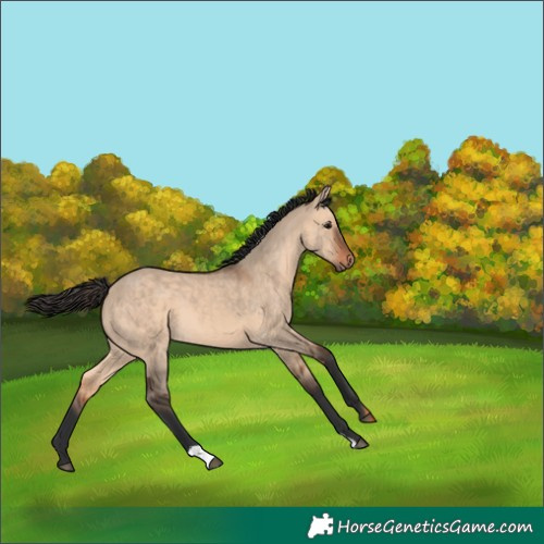 Horse Color:Bay Dun