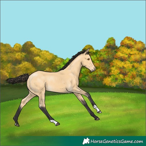 Horse Color:Buckskin 