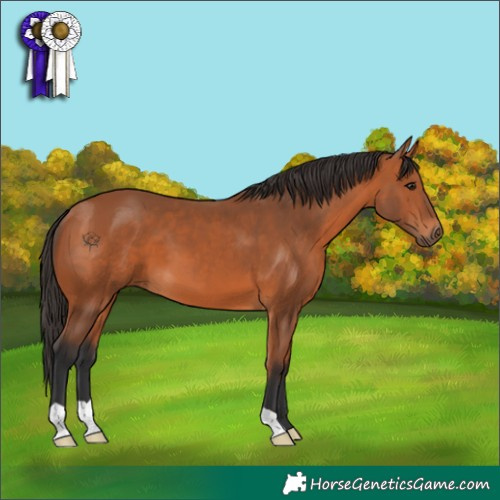 Horse Color:Bay 