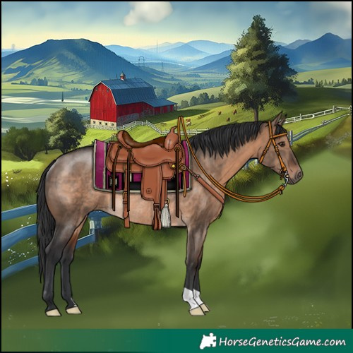 Horse Color:Brown Dun Rabicano 