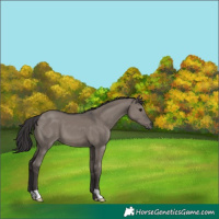 Horse Color:Smoky Grullo 