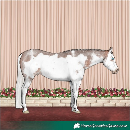 Horse Color:White Spotted Silver Brown Splash Frame Appaloosa Rabicano