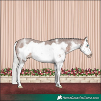 Horse Color:White Spotted Silver Brown Splash Frame Varnish Rabicano 