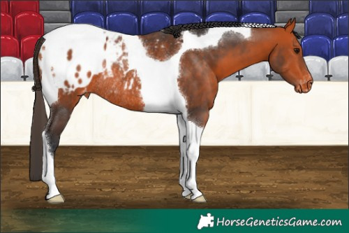 Horse Color:Bay Tobiano Blanket Rabicano