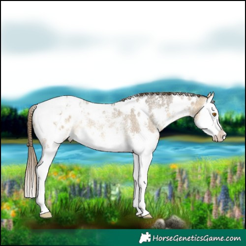 Horse Color:White Spotted Buckskin Dun Sabino Splash Blanket Rabicano 