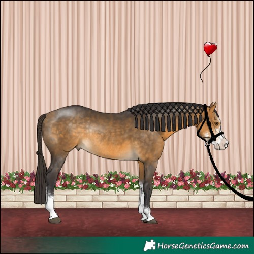 Horse Color:Buckskin Sabino Rabicano 