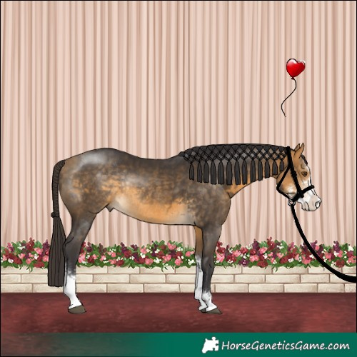 Horse Color:Buckskin Sabino Rabicano