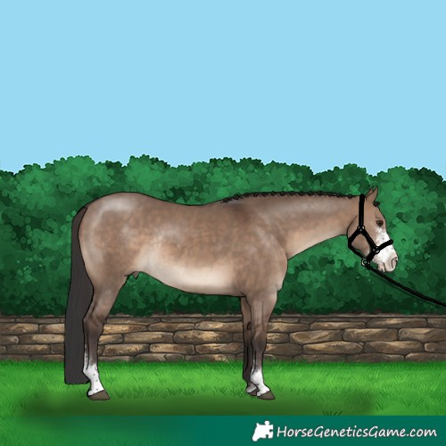 Horse Color:Brown Dun Sabino Rabicano 
