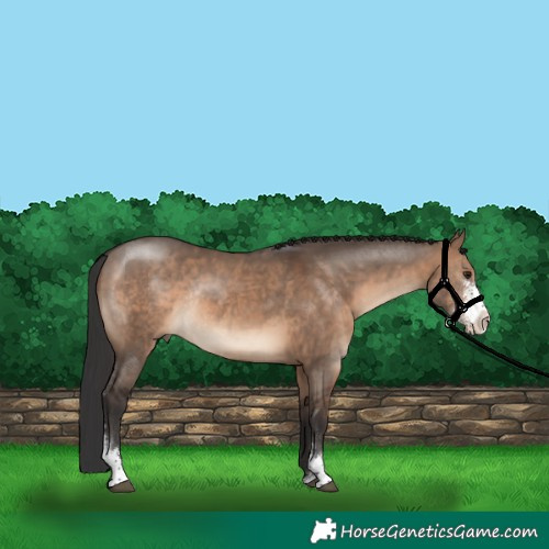 Horse Color:Brown Dun Sabino Rabicano 