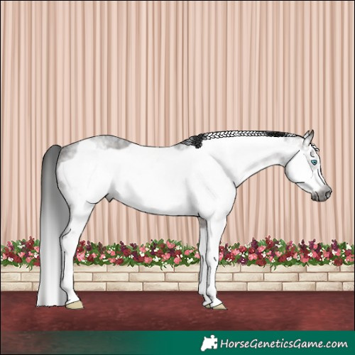 Horse Color:Gray Brown Roan Sabino Frame Rabicano