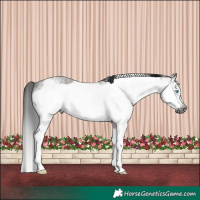 Horse Color:Gray Brown Roan Sabino Frame Rabicano 