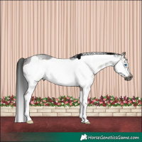 Horse Color:Gray Brown Roan Sabino Frame Rabicano