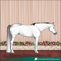 Horse Color:Gray Brown Roan Sabino Frame Rabicano 