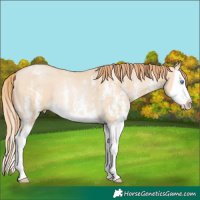 Horse Color:Buckskin Pearl Sabino Splash Rabicano