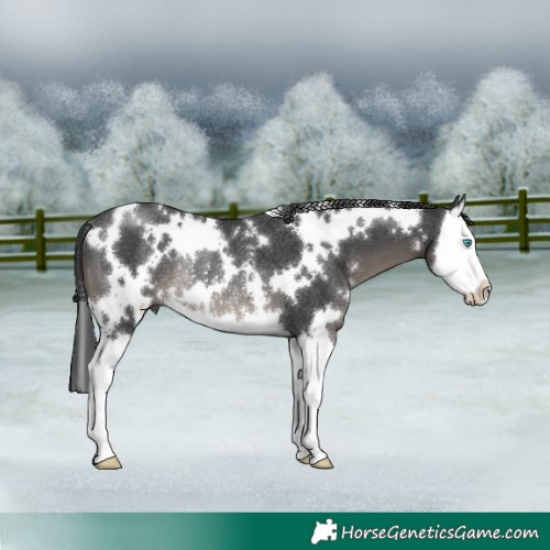 Horse Color:White Spotted Black Splash Rabicano