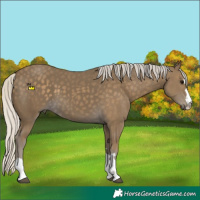 Horse Color:Silver Smoky Black