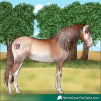 Horse Color:Gray Gold Champagne Onyx