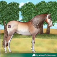 Horse Color:Gray Gold Champagne Onyx 