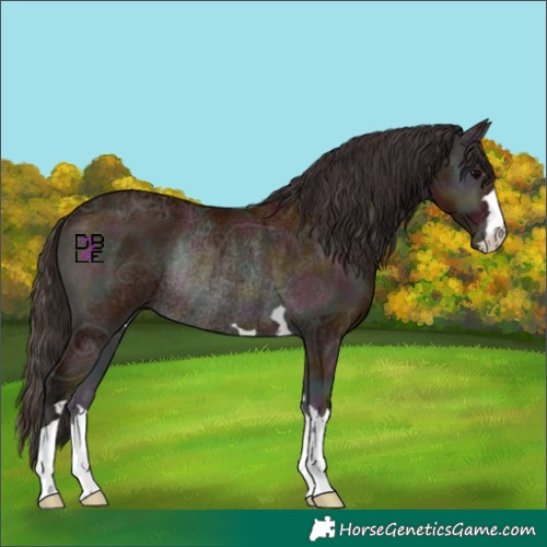 Horse Color:Midnight Bay Ice Onyx Rabicano