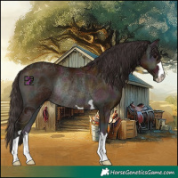 Horse Color:Midnight Bay Ice Onyx Rabicano 