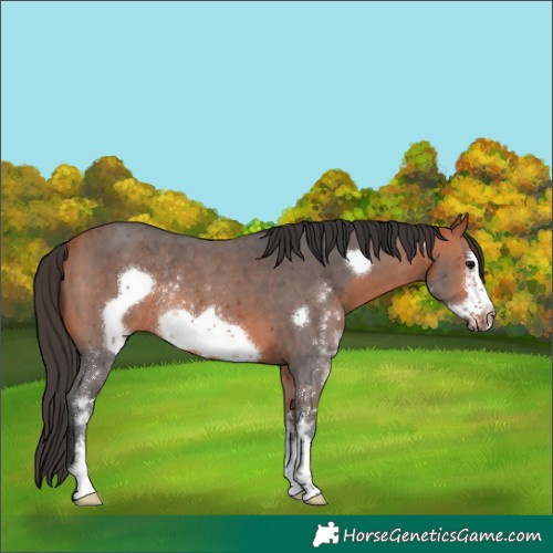 Horse Color:Bay Sabino Frame Rabicano 