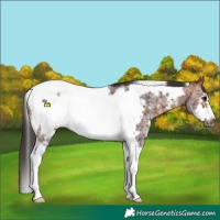Horse Color:Bay Sabino Tobiano Frame 