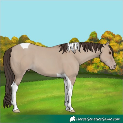 Horse Color:Classic Champagne Dun Tobiano 