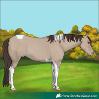Horse Color:Classic Champagne Dun Tobiano