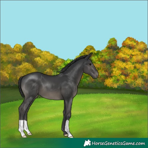 Horse Color:Black 