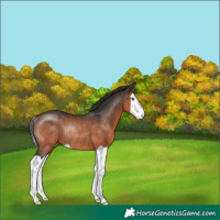 Horse Color:Brown Splash Rabicano